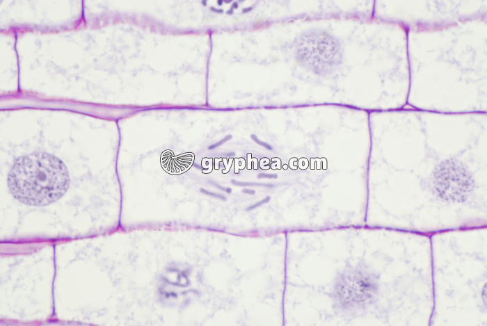Mitose dans une racine de Blé (anaphase) x200  - gryphea.com